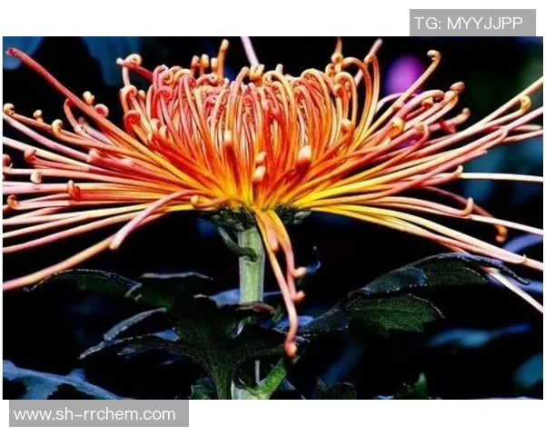 宠妻无度的足球明星与他的甜蜜人生 宠妻无度的足球明星与他的甜蜜人生